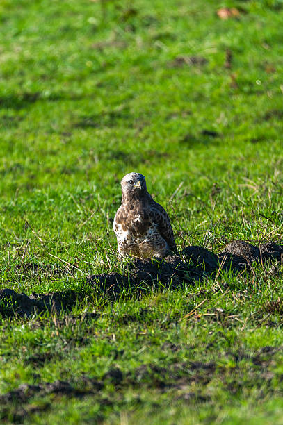 mäusebussard auf einem feld - rough legged hawk bird of prey hawk animals in the wild imagens e fotografias de stock