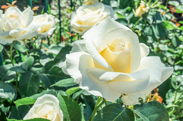 White Park English rose variety \