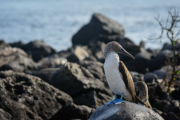 istock Sea Lion Islands, San Cristobal, Galapagos 511015068