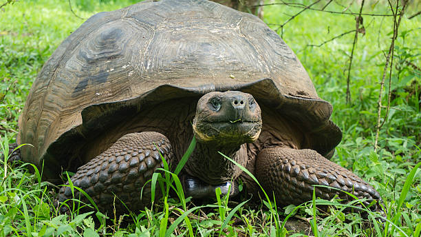 istock Highlands Santa Cruz Islands, Galapagos 511015360