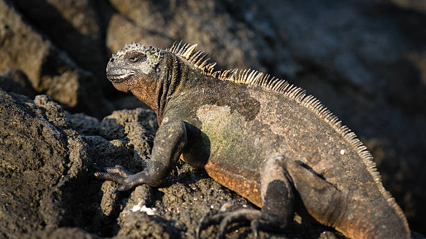 istock Espinosa Point, Isla Fernandina 511015634