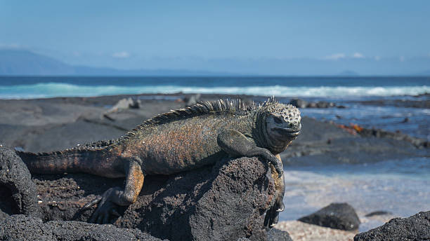 istock Punta Espinoza, Fernandina Island, Galapagos 511016388
