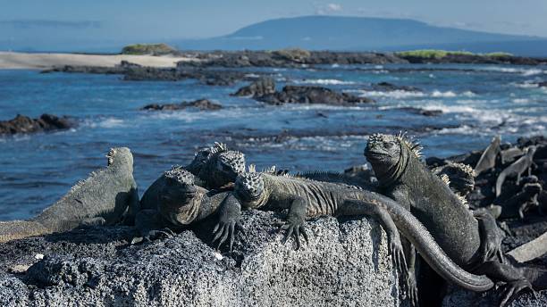 Punta Espinoza, Fernandina Island, Galapagos