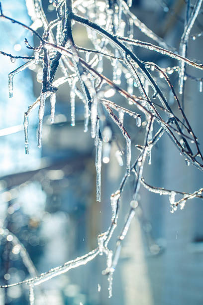 istock Icicles on the iced over branches of a tree 511016738