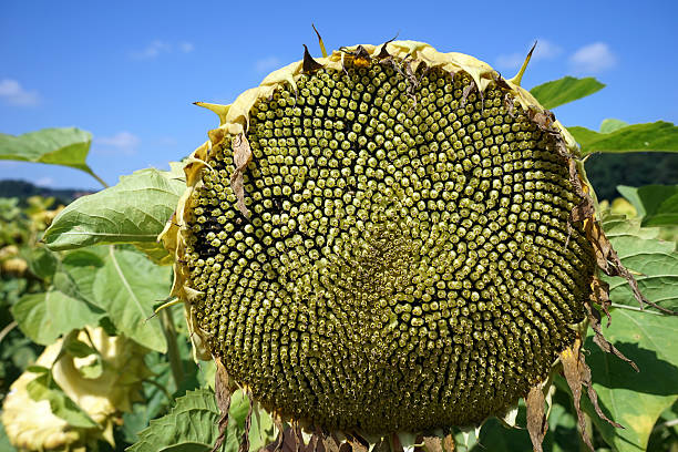 Semillas de girasol - foto de stock