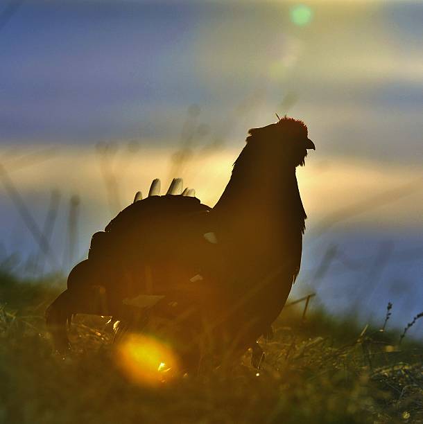 istock Silhouette of Lekking Black Grouse 511018094