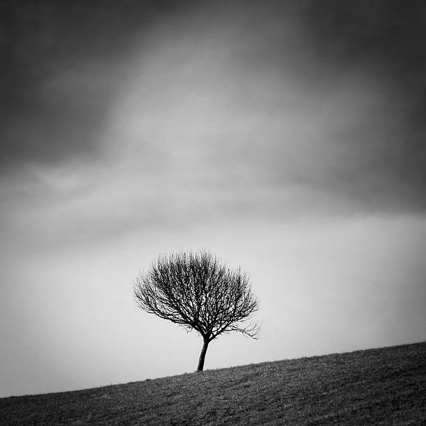 lonely tree - alleine fotografías e imágenes de stock