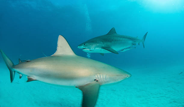 istock Caribbean reef shark crossing a Tiger shark 511020056