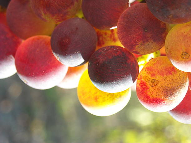 мичиган виноград 2 - leelanau county стоковые фото и изображения