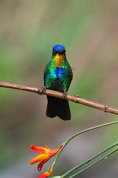 istock Fiery-throated Hummingbird Perched 511020990