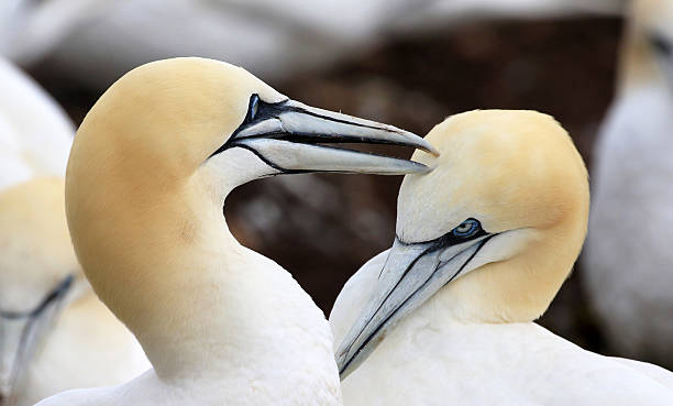 istock Northern Gannet Bonding - Quebec, Canada 511021352