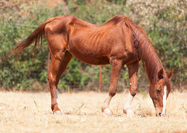 istock Skinny horse 511022116