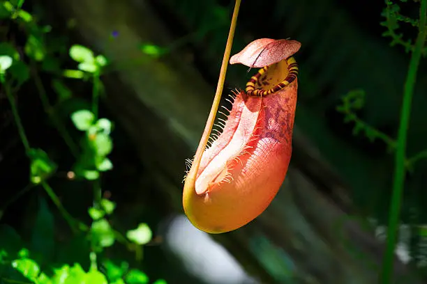 Nepenthes at bali