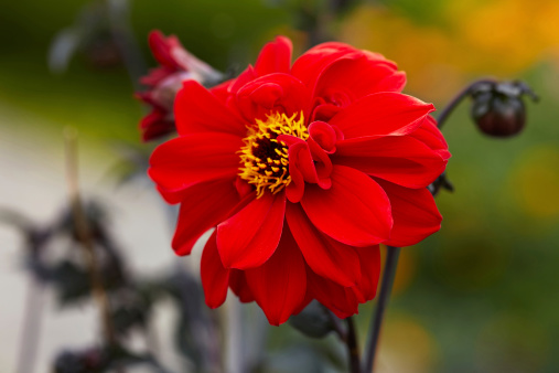 Colour Close up of single dahlia bloom