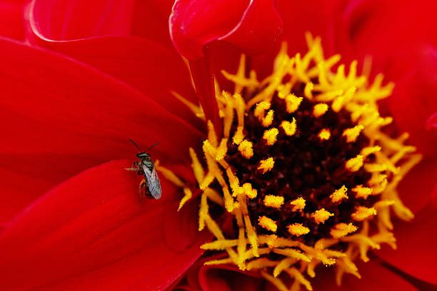 istock Red dahlia close-up with fly 511024009