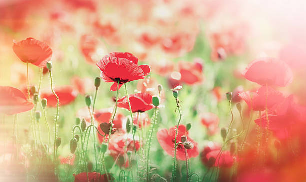 istock Meadow with poppy flowers (wild poppy) 511024377