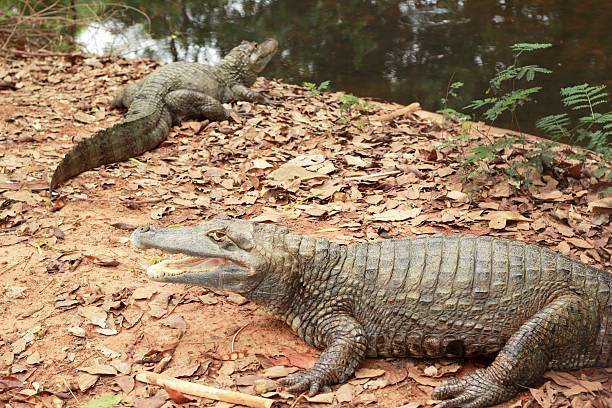 istock Crocodile in the nature - on the ground. 511024671
