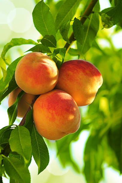 Cresceu em um galho de árvore de pêssego bela peach fruit - foto de acervo