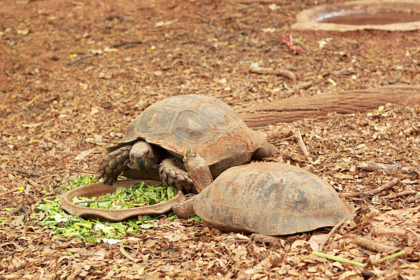 istock Crawling tortoise in the nature 511025145