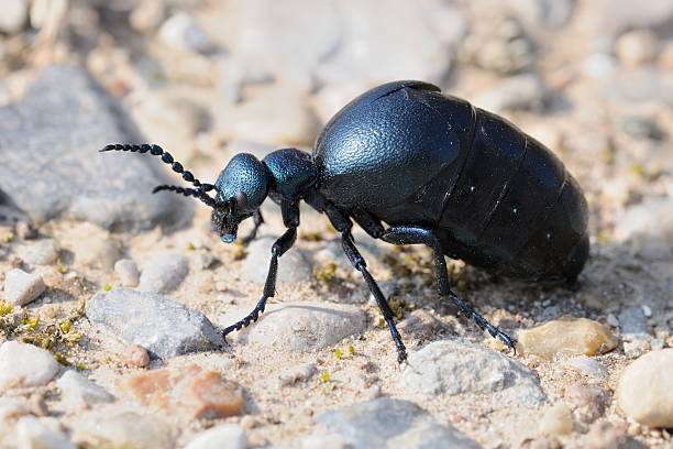 istock Meloe proscarabaeus, female 511025275