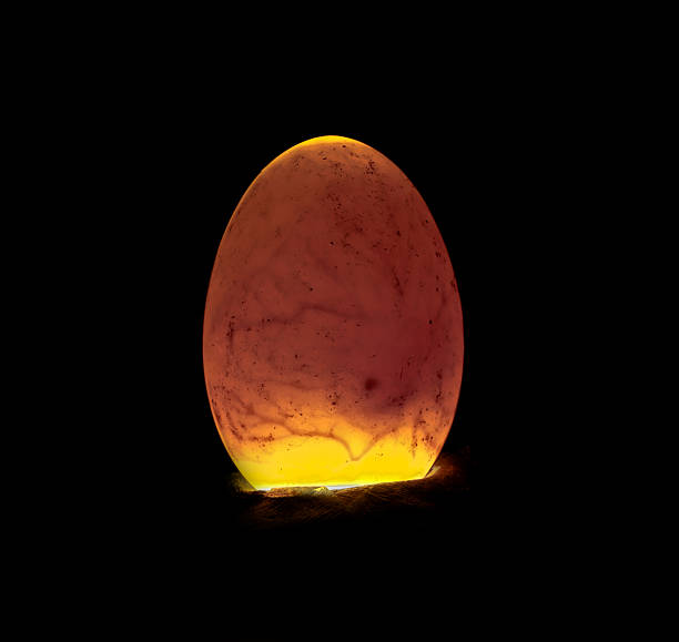 Duckling inside egg 5 days old egg being candled.  The air pocket, veins and the chick's eye are clearly visible. animal embryo photos stock pictures, royalty-free photos & images