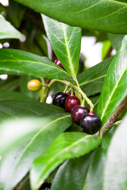 istock Ripening Cherries of cherry laurel (Prunus laurocerasus) 511025677