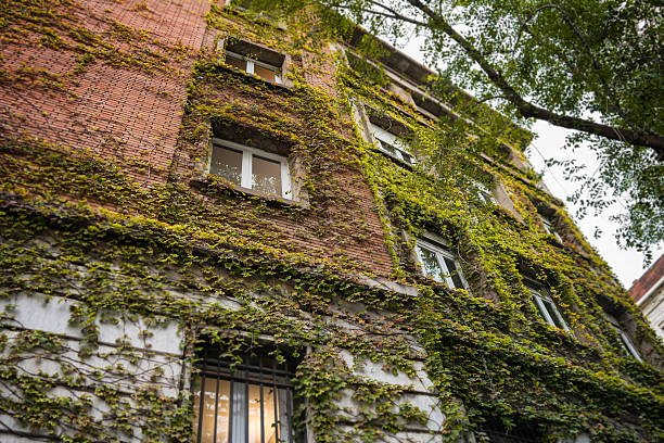 istock Modern apartments building covered by climbing plant 511026098