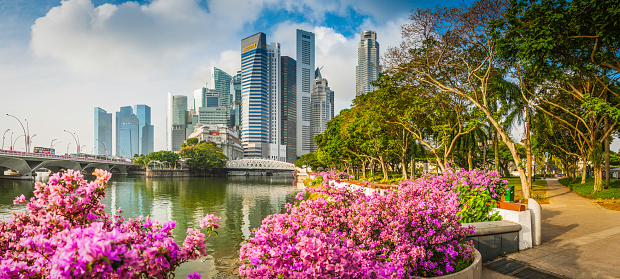 Pink blossom in Esplanade Park on the banks of the Singapore River overlooked by the iconic Central Business District skyscrapers, hotels and landmarks. ProPhoto RGB profile for maximum color fidelity and gamut.