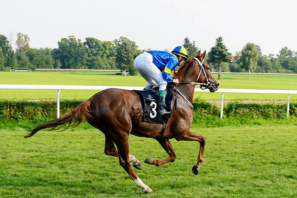 Champion horse
