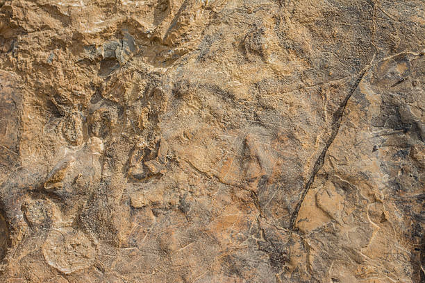 istock Stone and fossil textured background 511026665