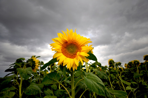 Sunflower in thunder light with stormy sky.