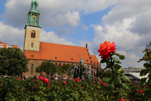 Red rose and in the background St. Mary's Church (Marienkirche), Berlin, Germany