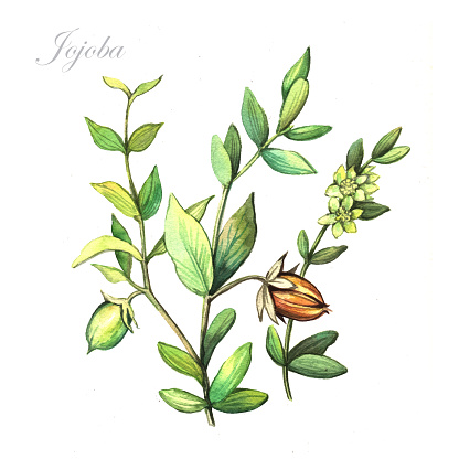 Watercolor Jojoba