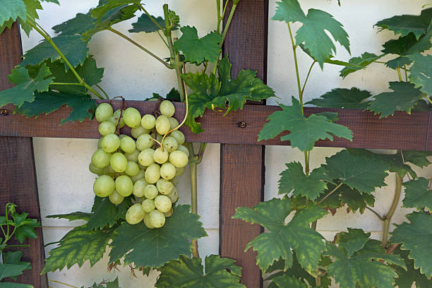 istock Wine grapes in the garden 511027083