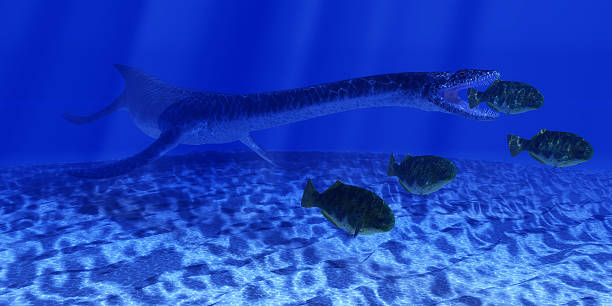 Jurassic Plesiosaurus Ocean A Plesiosaurus marine reptile sneaks up behind a school of Dapedius fish as it goes in for the attack. opah photos stock pictures, royalty-free photos & images