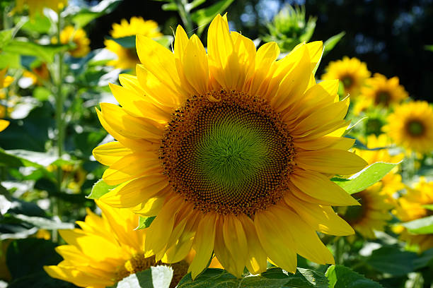 girasol - foto de stock