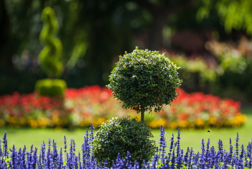 An ornamental park garden with lavendar flowers and box tree in the forground and a spiral box tree, lawn, and bright flowers defocussed in the background.