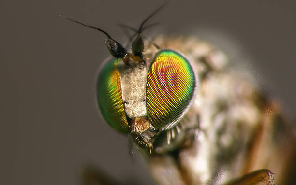 istock Macro photo of a Dolichopodidae fly, insect 511027796