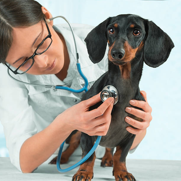istock Doctor veterinarian listens a dog 511028121