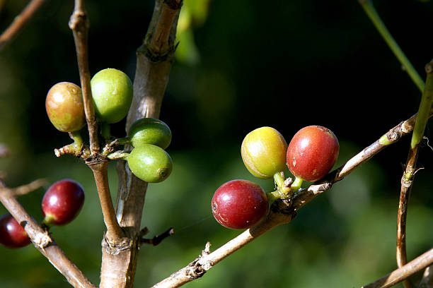 istock Coffee beans on a tree in Chiangmai Thailand 511028370