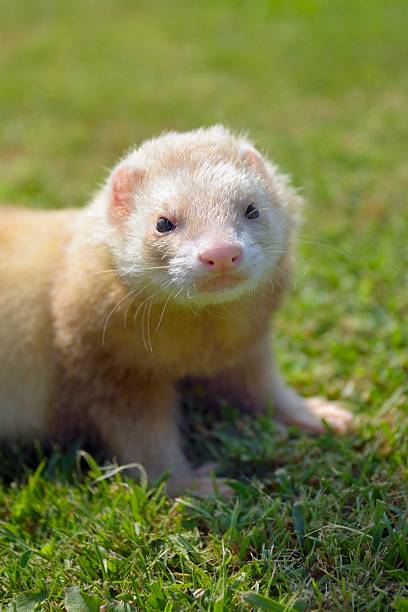 Pistone Il ferret - foto stock