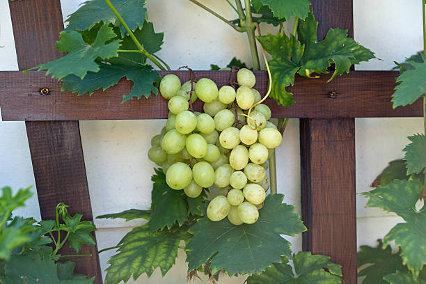 istock Wine grapes in the garden 511028963