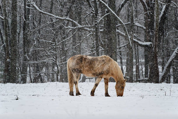 A horse grazes in the snow on a winter day in the Cades Cove section of the Great Smoky Mountains National Park.