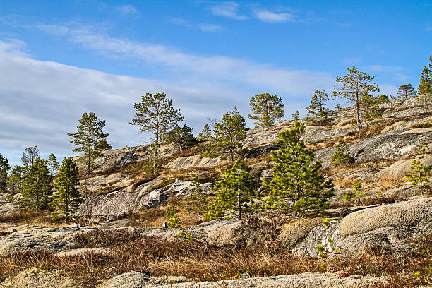 Landscape in northern Norway Typical vegetation of northern Scandinavia - lichens, mosses and dwarf pines cover the rocky ground dwarf pine trees stock pictures, royalty-free photos & images