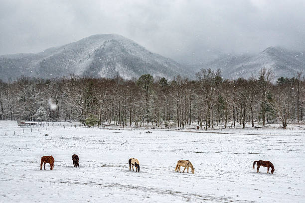 Five Horses During Smoky Mountain Snowfall
