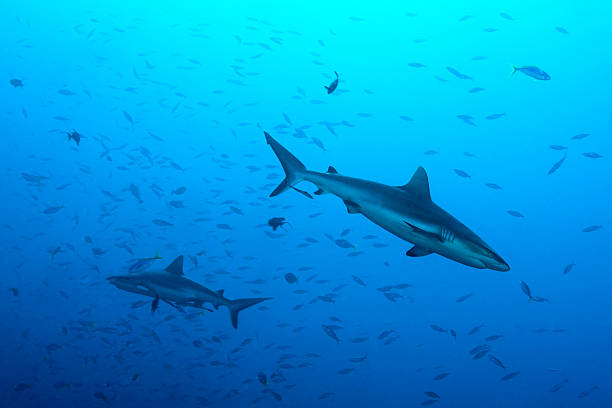 istock Grey reef sharks, Blue Corner - Palau 511030188