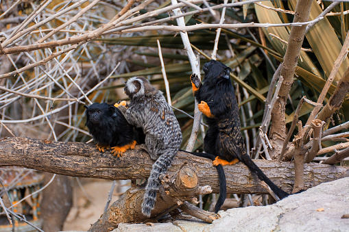 Red-handed Tamarin and common Marmouset