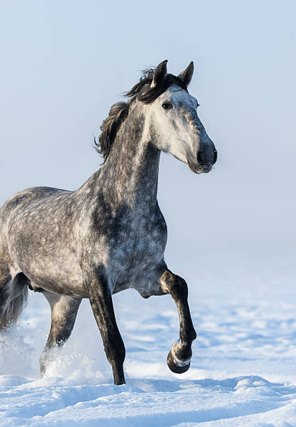 istock Dapple grey horse - close up portrait in motion 511032164