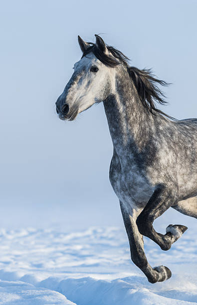 istock Grey horse - close up portrait in motion 511032220