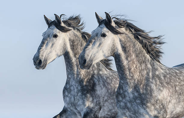 istock Two grey horses - portrait in motion 511032276
